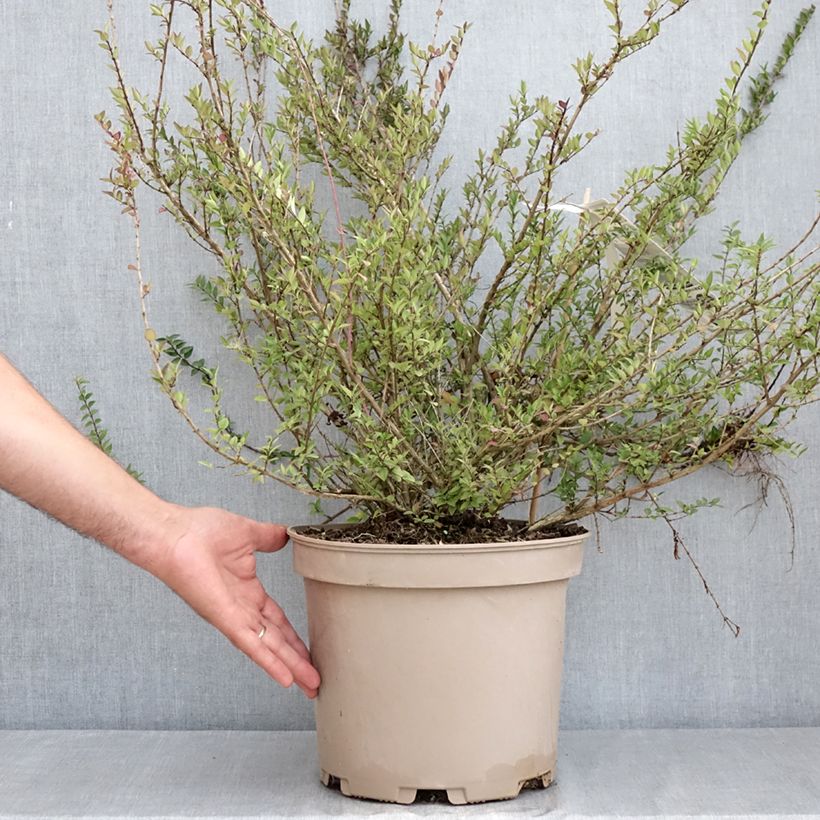Exemplaar van Lonicera nitida Purple Storm - Chinese kamperfoelie Pot van 7,5 l/10 l zoals geleverd in de zomer