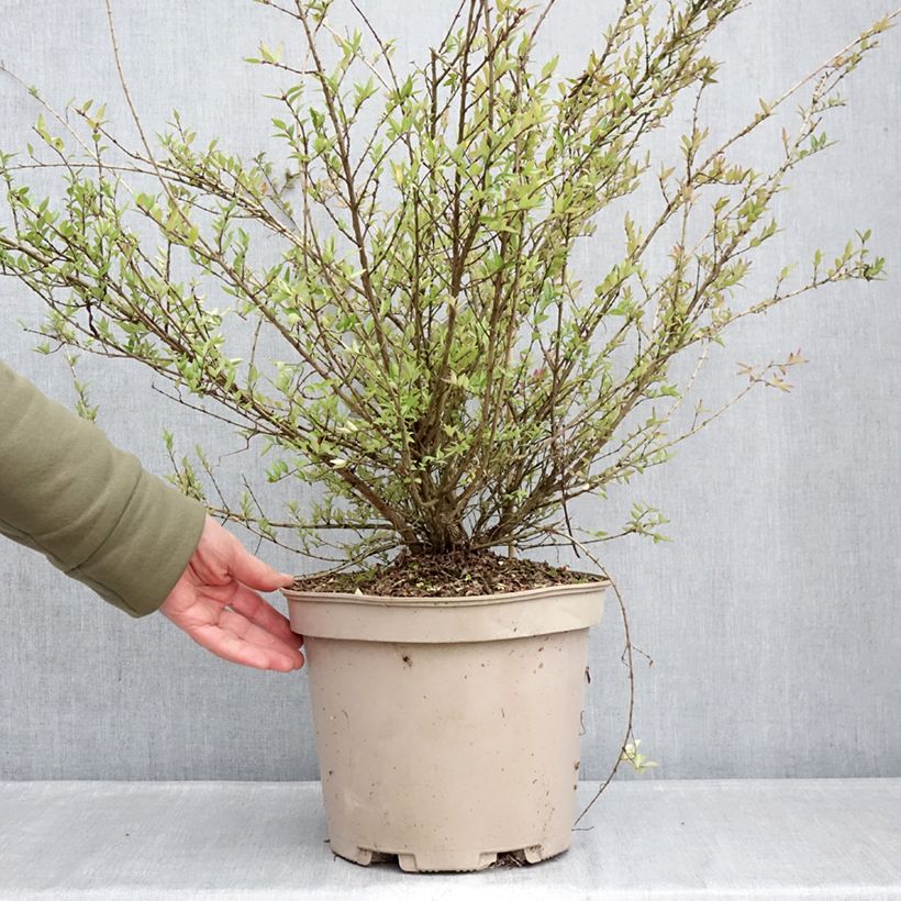 Exemplaar van Lonicera nitida Purple Storm - Chinese kamperfoelie Pot van 7,5 l/10 l zoals geleverd in de winter