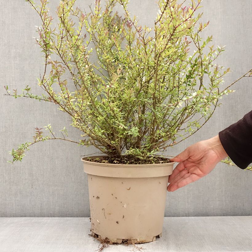 Exemplaar van Lonicera nitida Purple Storm - Chinese kamperfoelie Pot van 7,5 l/10 l zoals geleverd in de lente
