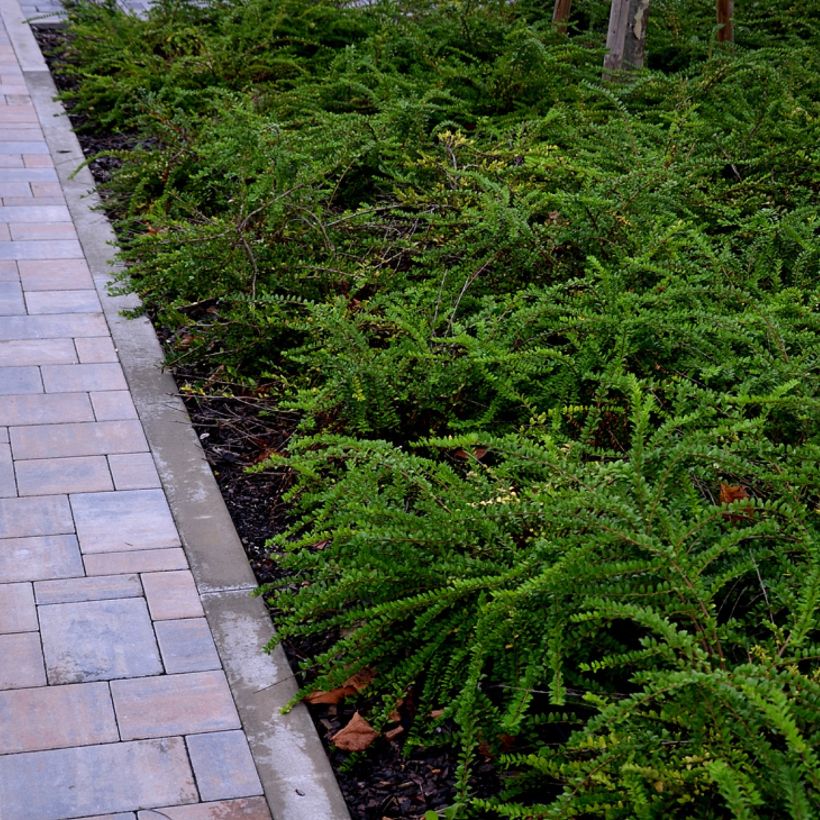 Lonicera nitida Hohenheimer Findling - Chinese kamperfoelie (Groeiplaats)