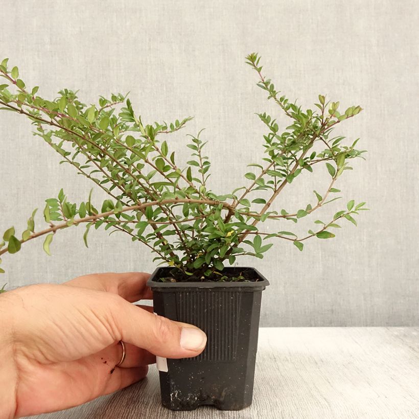 Exemplaar van Lonicera nitida Hohenheimer Findling - Chinese kamperfoelie Kweekpotje van 8/9 cm zoals geleverd in de herfst