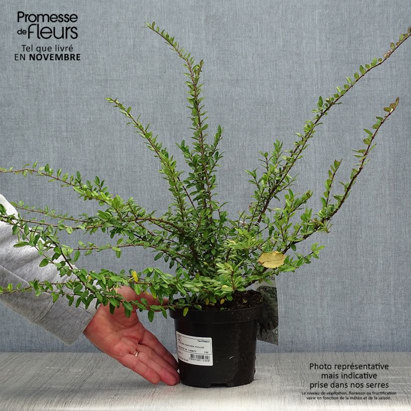Exemplaar van Lonicera nitida Hohenheimer Findling - Chinese kamperfoelie Pot van 1 l/1,5 l zoals geleverd in de herfst