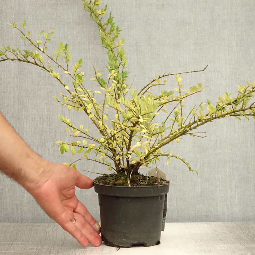 Exemplaar van Lonicera nitida Hohenheimer Findling - Chinese kamperfoelie Pot van 1 l/1,5 l zoals geleverd in de zomer
