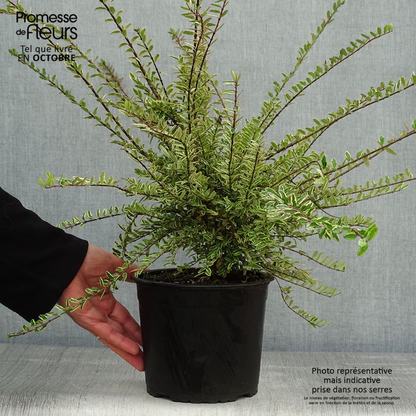 Exemplaar van Lonicera nitida Lemon Beauty - Chinese kamperfoelie Pot van 2 l/3 l zoals geleverd in de herfst