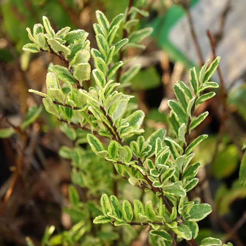 Lonicera nitida Lemon Beauty - Chinese kamperfoelie (Blad)