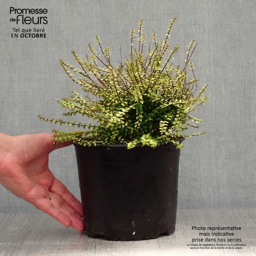Exemplaar van Lonicera nitida Twiggy - Chinese kamperfoelie Pot van 2 l/3 l zoals geleverd in de herfst