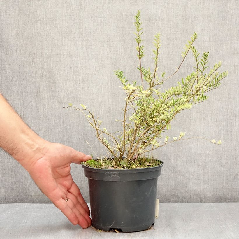Exemplaar van Lonicera nitida Twiggy - Chinese kamperfoelie Pot van 2 l/3 l zoals geleverd in de zomer