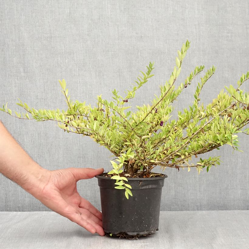 Exemplaar van Lonicera pileata - Dooskamperfoelie Pot van 2 l/3 l zoals geleverd in de zomer