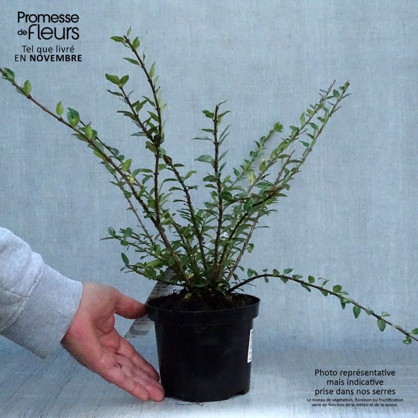 Exemplaar van Lonicera pileata Mossgreen - Dooskamperfoelie Pot van 1 l/1,5 l zoals geleverd in de herfst