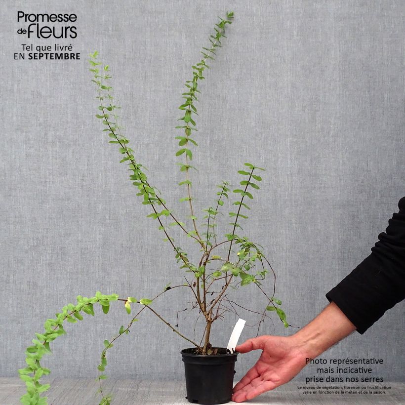 Exemplaar van Lonicera syringantha - Kamperfoelie Pot van 1 l/1,5 l zoals geleverd in de herfst