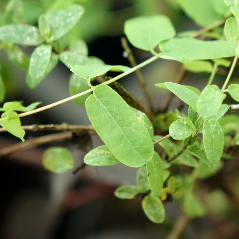 Lonicera syringantha - Kamperfoelie (Blad)