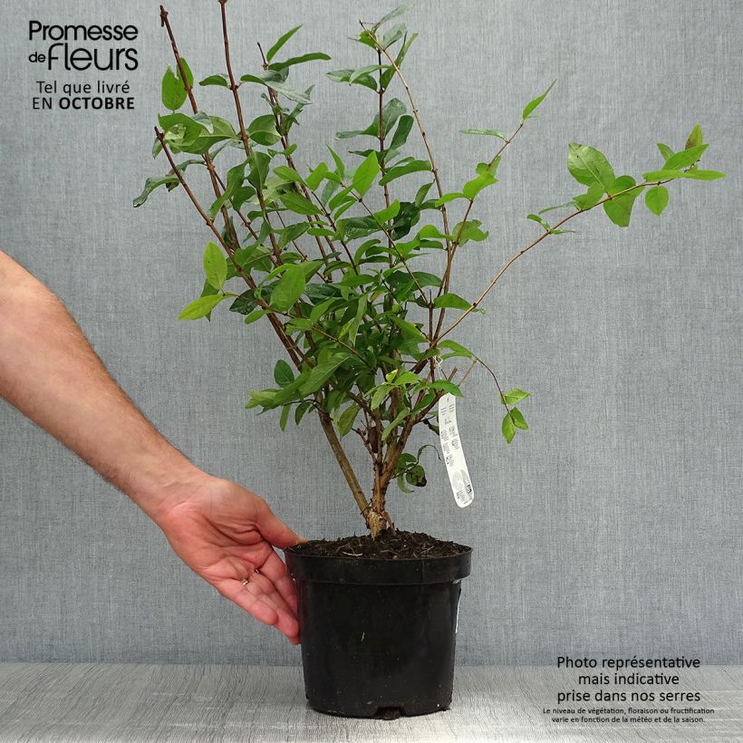 Exemplaar van Lonicera tatarica - Tartaarse kamperfoelie Pot van 2 l/3 l zoals geleverd in de herfst