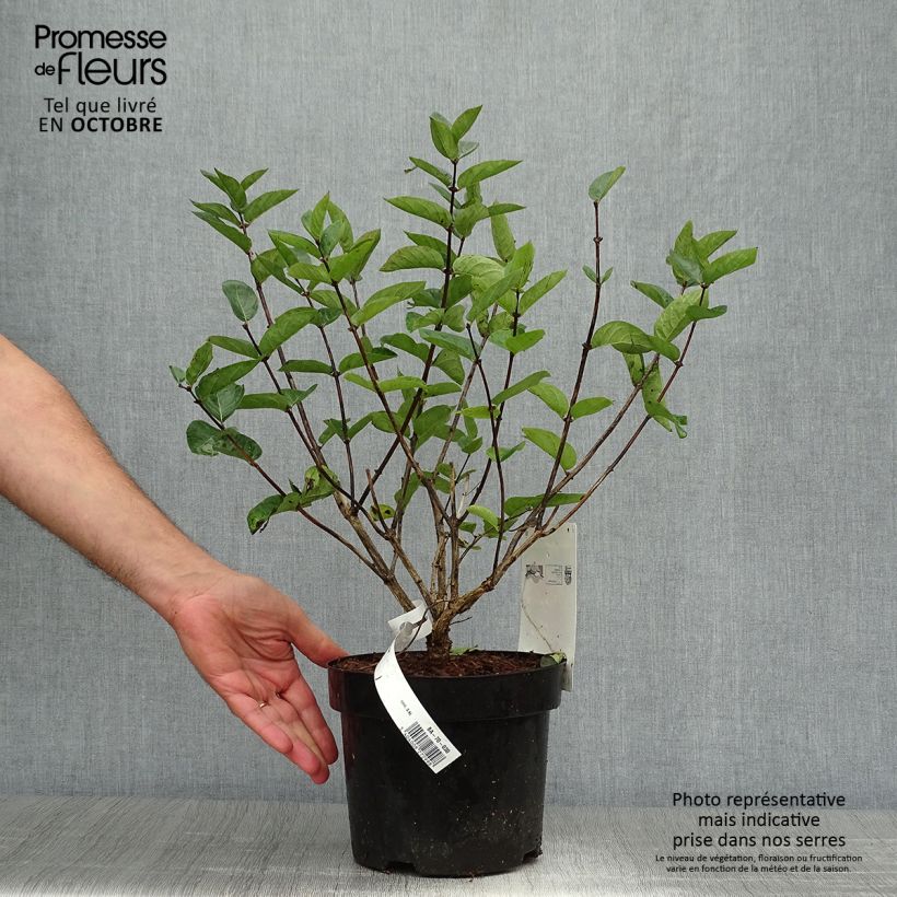 Exemplaar van Lonicera tatarica Hack's Red - Tartaarse kamperfoelie Pot van 3 l/4 l zoals geleverd in de herfst