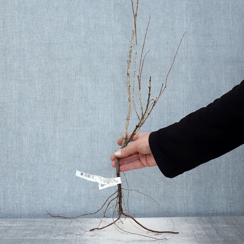 Exemplaar van Lonicera tatarica Rosea - Tartaarse kamperfoelie Naakte wortel zoals geleverd in de winter