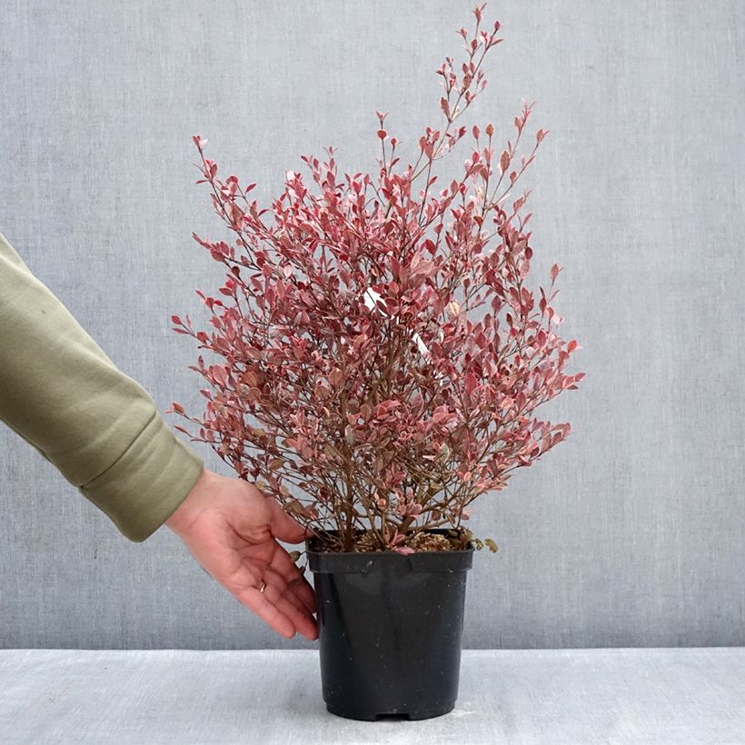 Exemplaar van Lophomyrtus Golden Dragon - Nieuw-Zeelandse mirte Pot van 3 l/4 l zoals geleverd in de winter