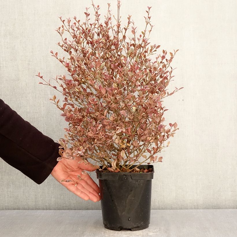 Exemplaar van Lophomyrtus Golden Dragon - Nieuw-Zeelandse mirte Pot van 3 l/4 l zoals geleverd in de lente