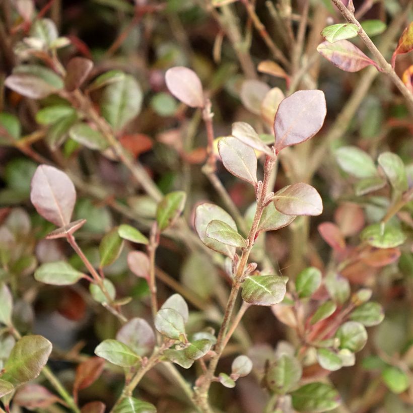 Lophomyrtus Red Dragon - Nieuw-Zeelandse mirte (Blad)