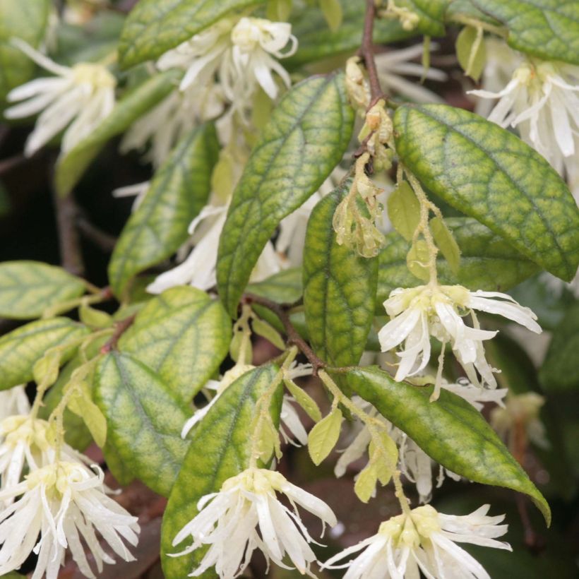 Loropetalum chinense - Chinese franjeboom (Blad)