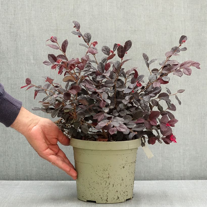 Exemplaar van Loropetalum chinense Black Pearl - Chinese franjeboom Pot van 3 l/4 l zoals geleverd in de zomer