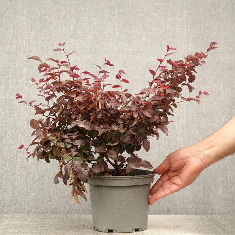 Exemplaar van Loropetalum chinense Ever Red - Chinese franjeboom Pot van 3 l/4 l zoals geleverd in de zomer