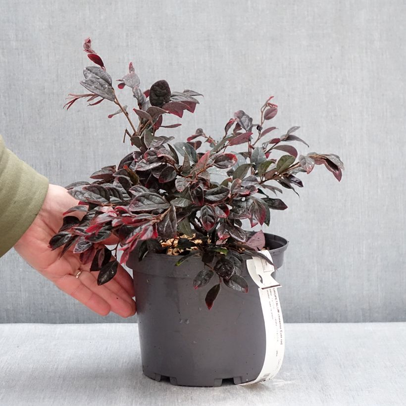Exemplaar van Loropetalum chinense Ever Red - Chinese franjeboom Pot van 3 l/4 l zoals geleverd in de winter