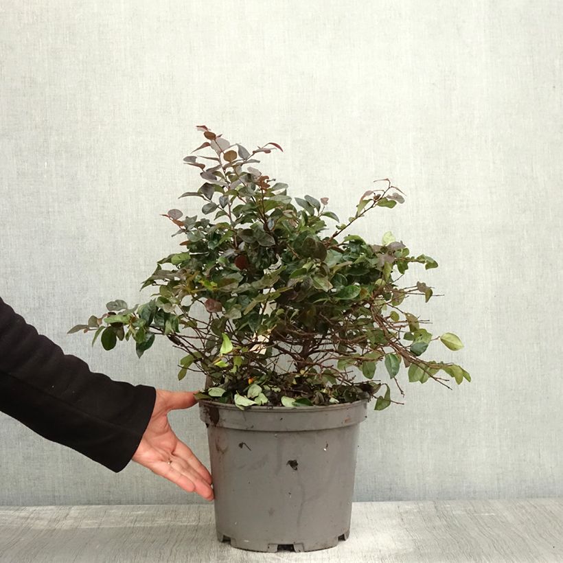 Exemplaar van Loropetalum chinense Ever Red Pot de 7,5L/10L zoals geleverd in de herfst
