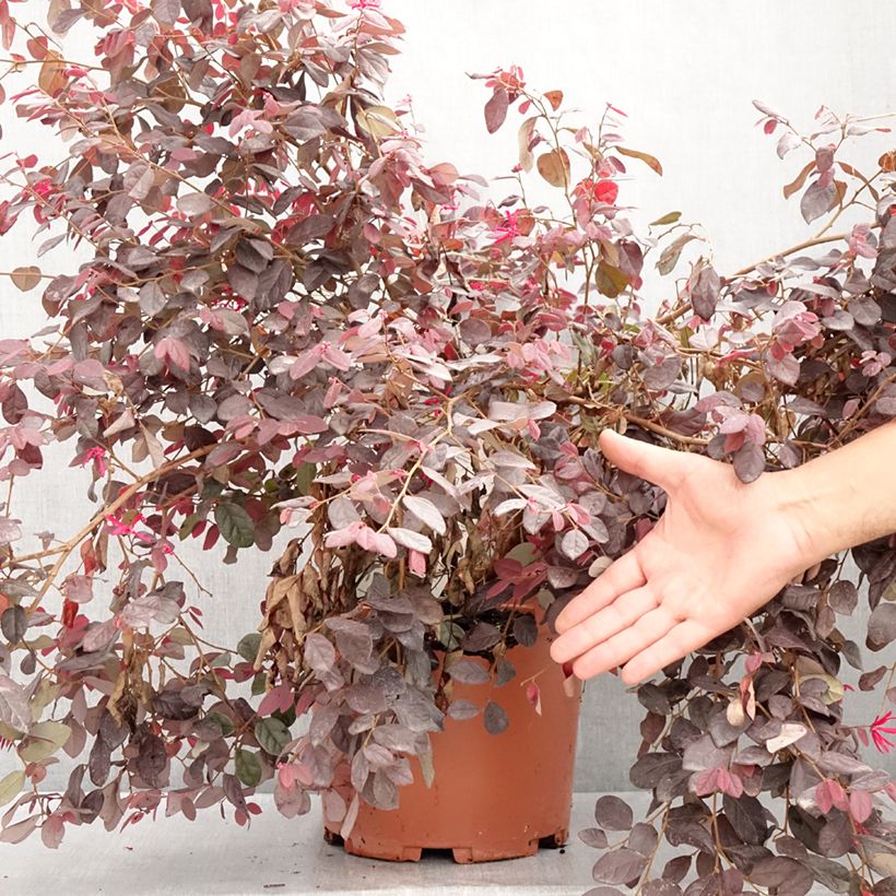 Exemplaar van Loropetalum chinense Ever Red - Chinese franjeboom Pot van 7,5 l/10 l zoals geleverd in de zomer