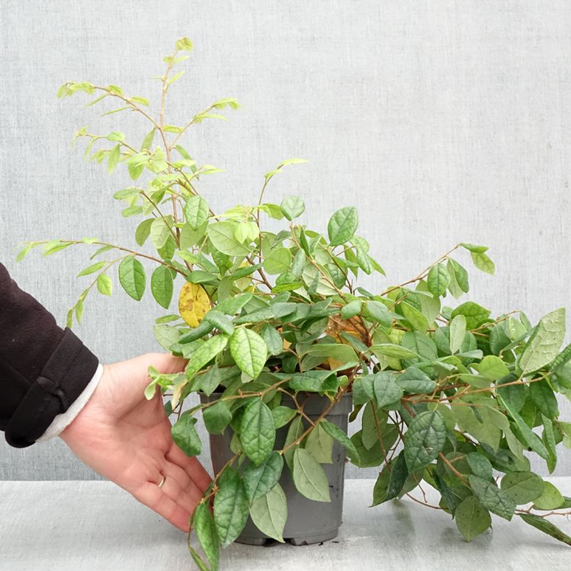 Exemplaar van Loropetalum chinense - Chinese franjeboom Pot van 2 l/3 l zoals geleverd in de herfst