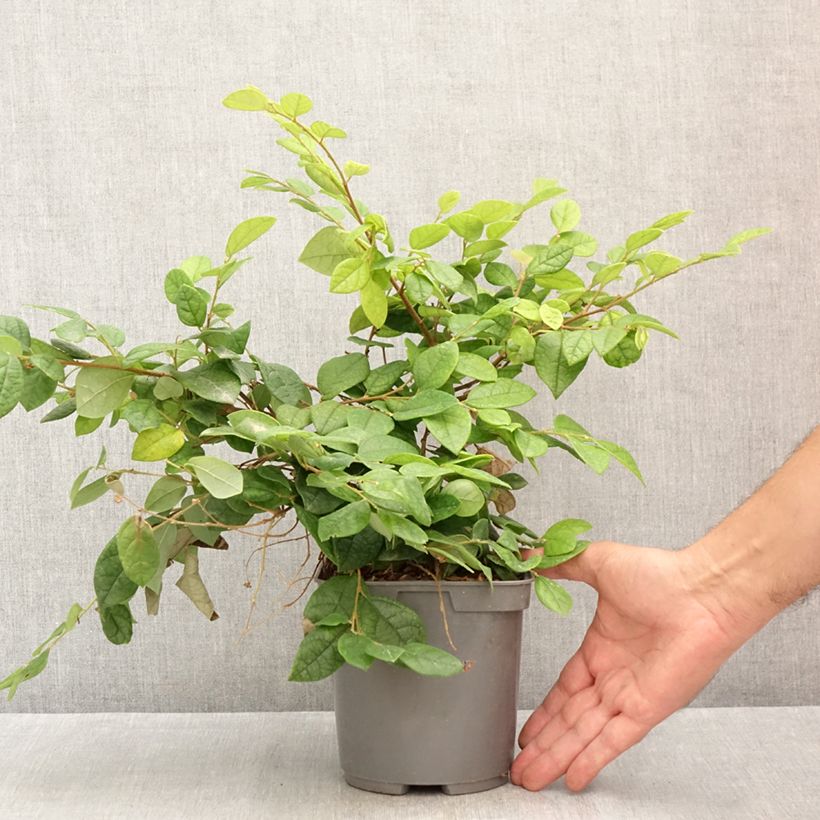 Exemplaar van Loropetalum chinense - Chinese franjeboom Pot van 2 l/3 l zoals geleverd in de zomer