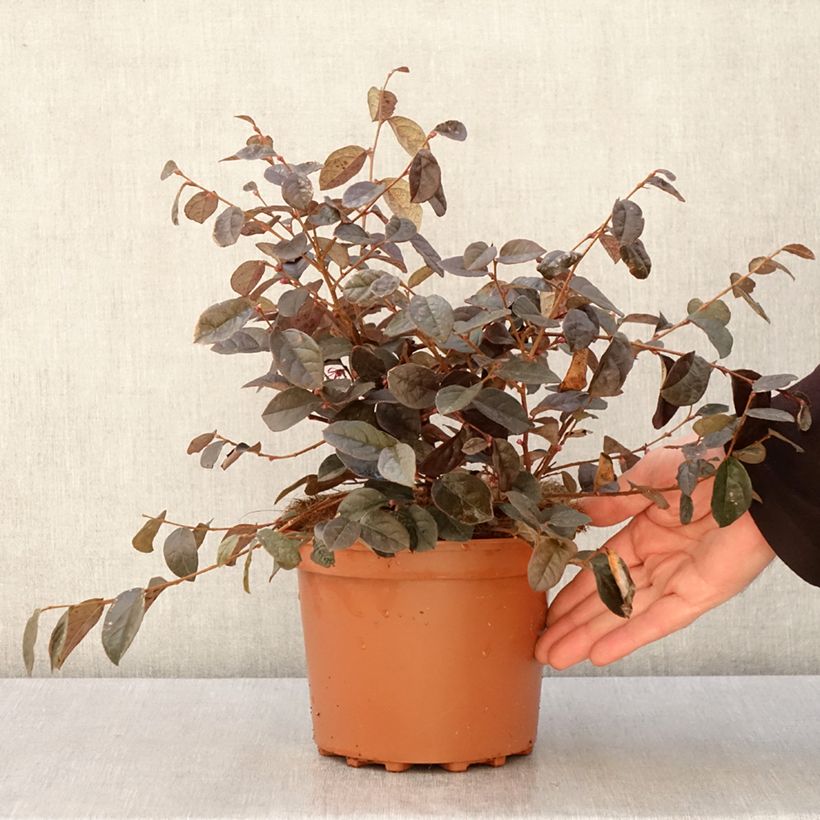 Exemplaar van Loropetalum chinense - Chinese franjeboom Pot van 2 l/3 l zoals geleverd in de lente