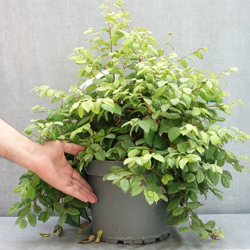 Exemplaar van Loropetalum chinense - Chinese franjeboom Pot van 7,5 l/10 l zoals geleverd in de zomer