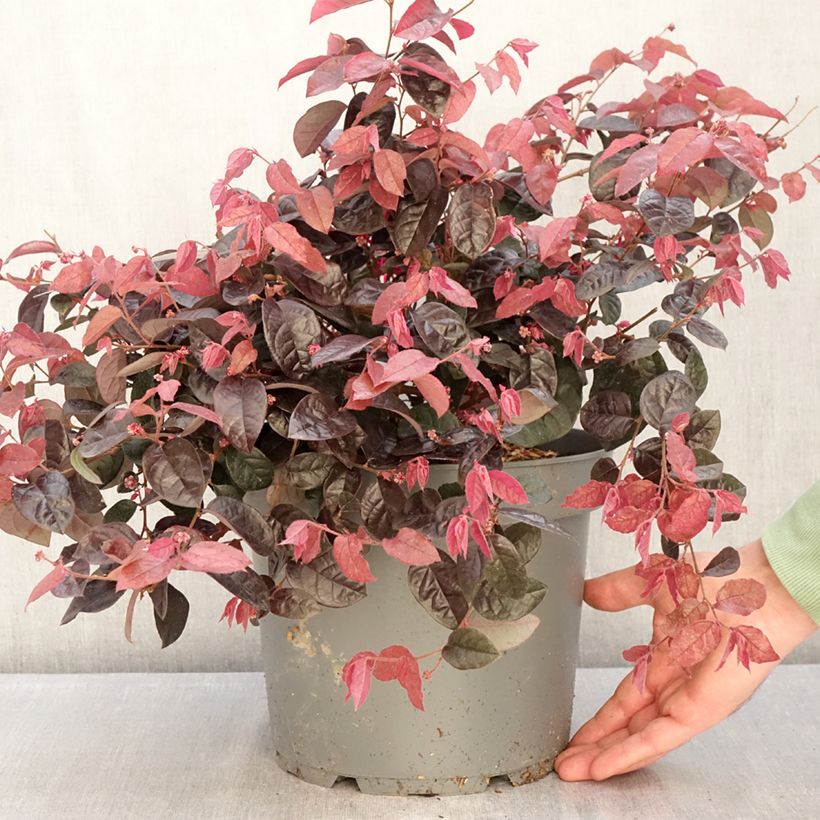 Exemplaar van Loropetalum chinense - Chinese franjeboom Pot van 7,5 l/10 l zoals geleverd in de winter