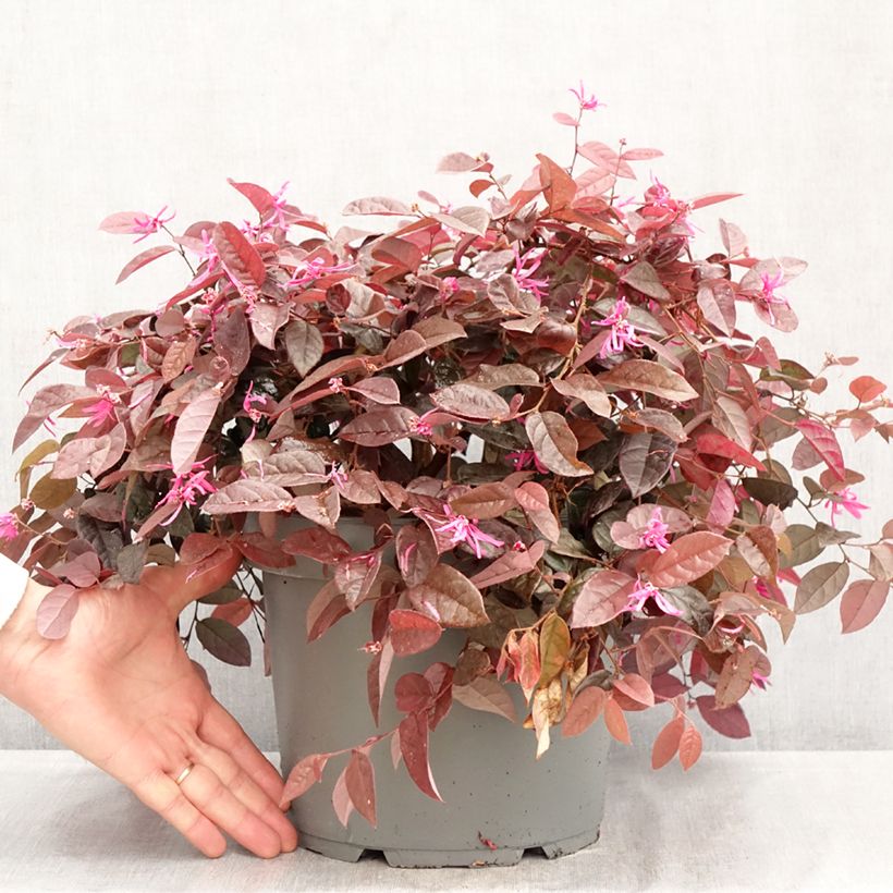 Exemplaar van Loropetalum chinense - Chinese franjeboom Pot van 7,5 l/10 l zoals geleverd in de lente
