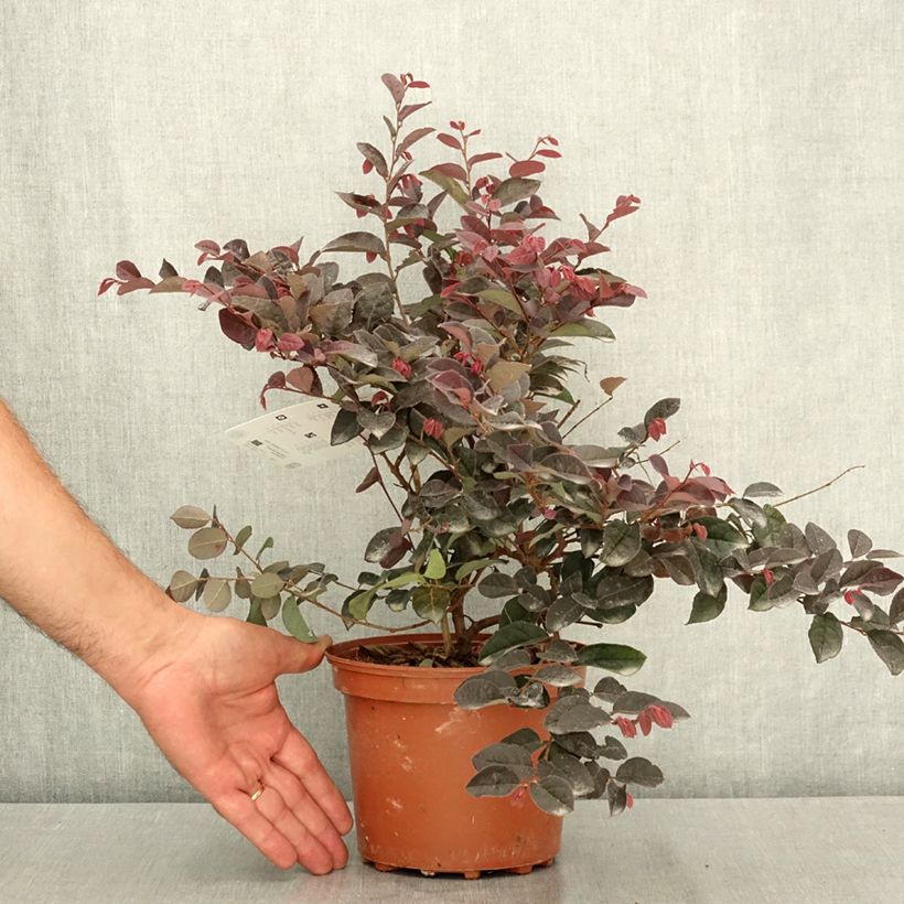 Exemplaar van Loropetalum chinense Rose in Black - Chinese franjeboom Pot van 2 l/3 l zoals geleverd in de zomer