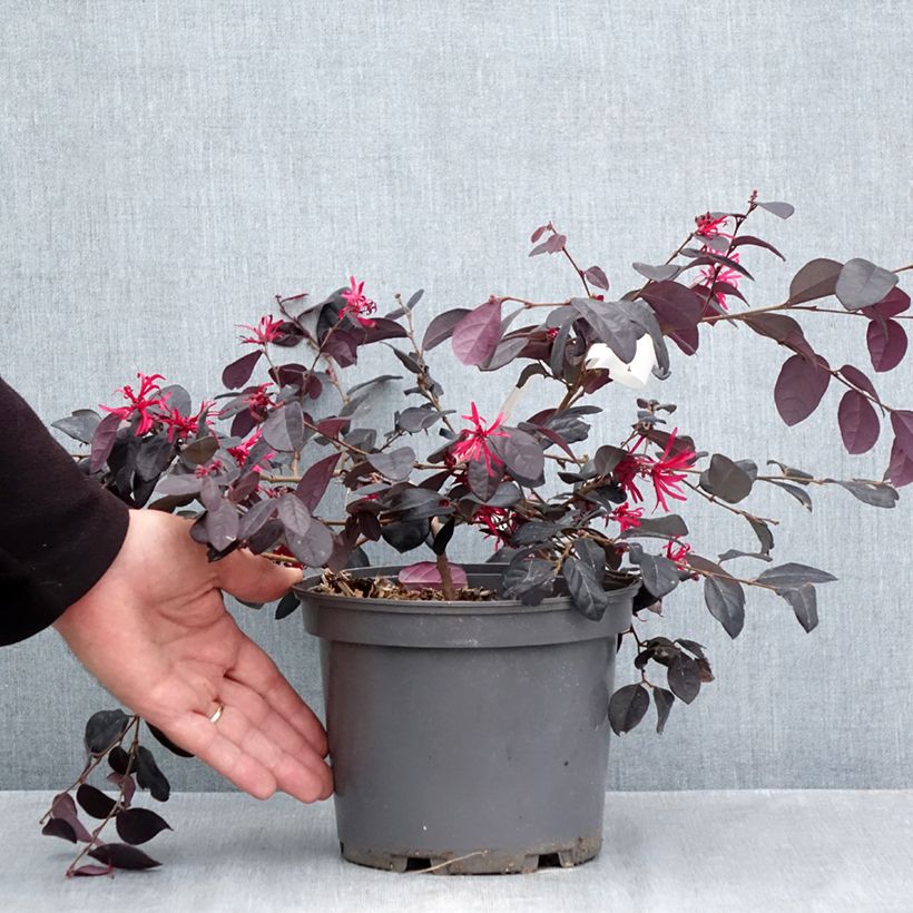 Exemplaar van Loropetalum chinense Rouge de la Majorie - Chinese franjeboom Pot van 3 l/4 l zoals geleverd in de herfst