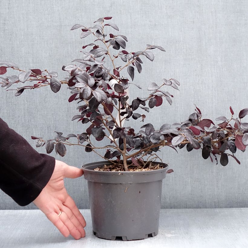 Exemplaar van Loropetalum chinense Rouge de la Majorie - Chinese franjeboom Pot van 3 l/4 l zoals geleverd in de winter
