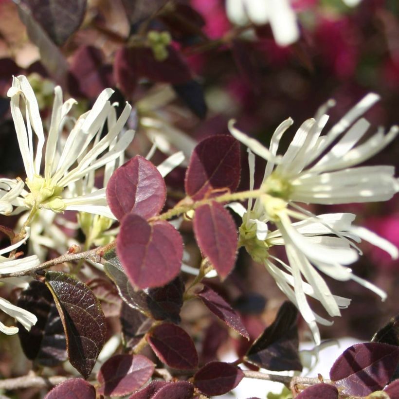 Loropetalum chinense Ruby Snow - Chinese franjeboom (Bloei)