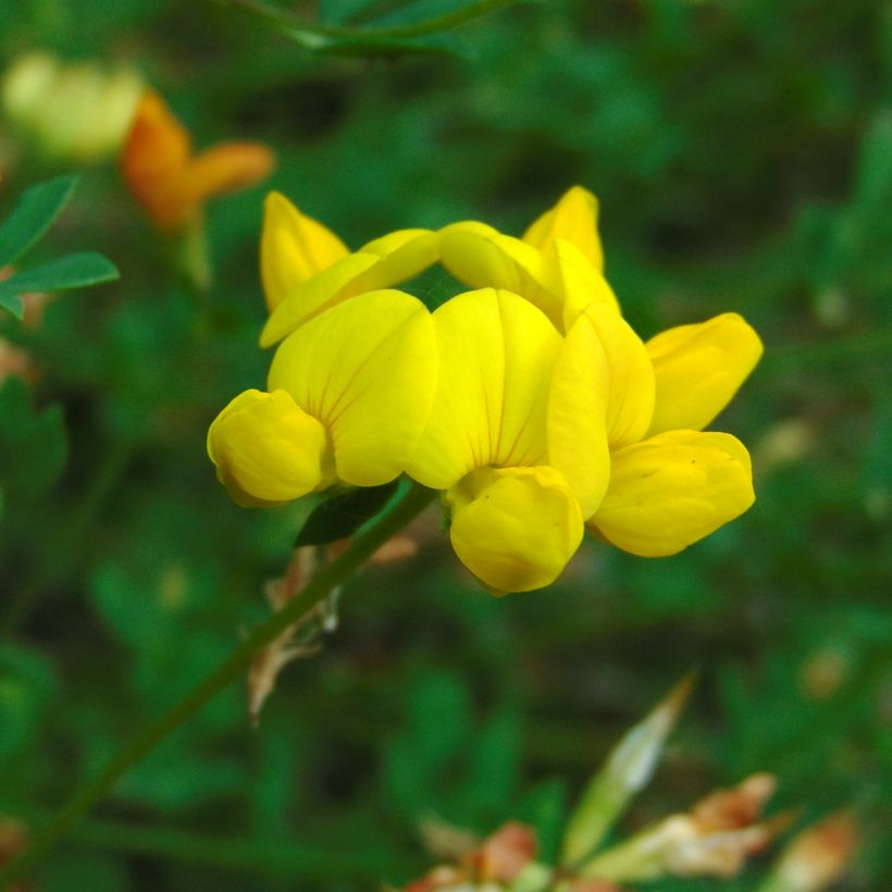 Gewone rolklaver - Lotus corniculatus (zaad) (Bloei)