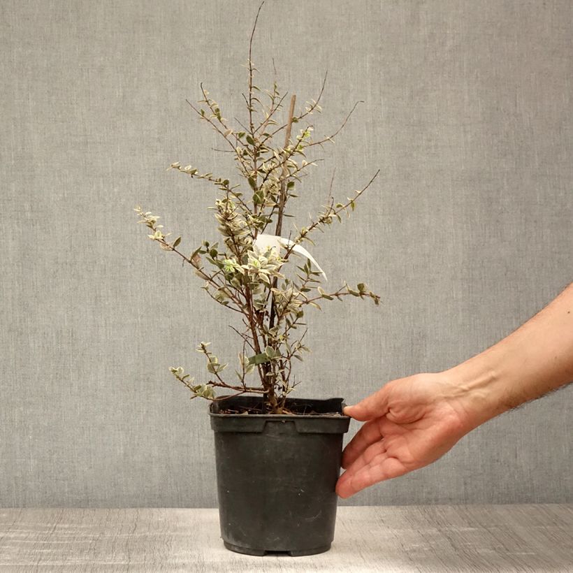 Exemplaar van Luma apiculata Glanleam Gold - Chileense mirte Pot van 3 l/4 l zoals geleverd in de zomer