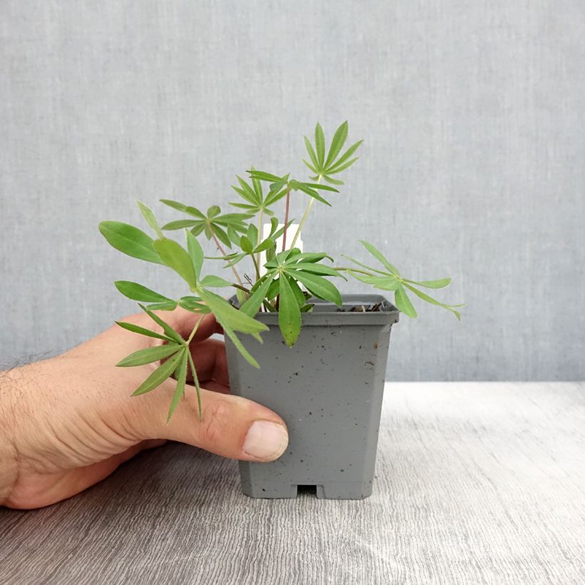 Exemplaar van Lupine Gallery Pink - Lupine Kweekpotje van 8/9 cm zoals geleverd in de herfst
