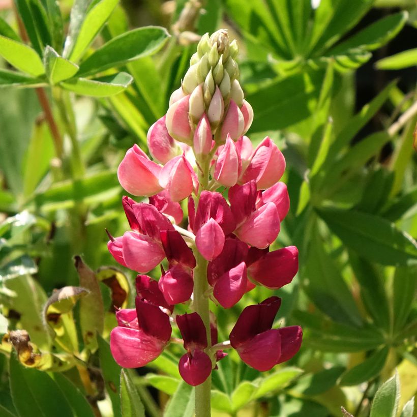 Lupine Gallery Rood - Lupine (Bloei)