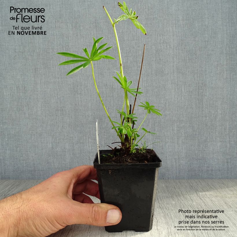 Exemplaar van Lupine Gallery Wit - Lupine Kweekpotje van 8/9 cm zoals geleverd in de herfst