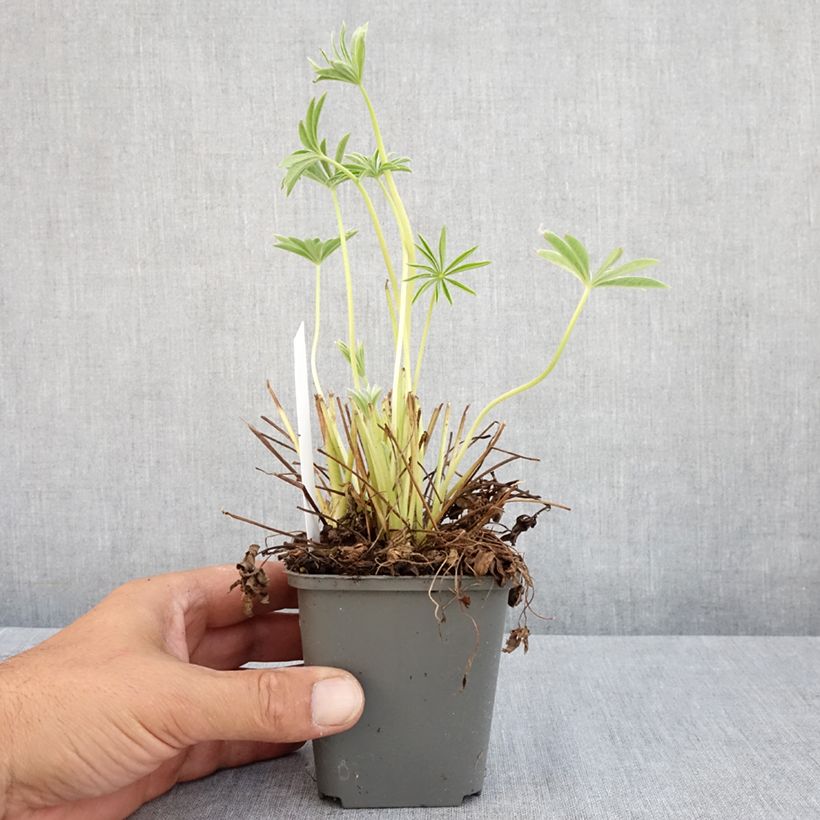 Exemplaar van Lupine Gallery Wit - Lupine Kweekpotje van 8/9 cm zoals geleverd in de zomer