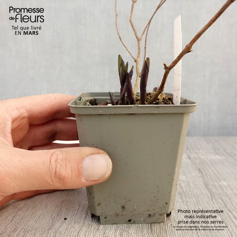 Exemplaar van Baptisia Purple Smoke - Blauwe valse indigo Kweekpotje van 8/9 cm zoals geleverd in de lente