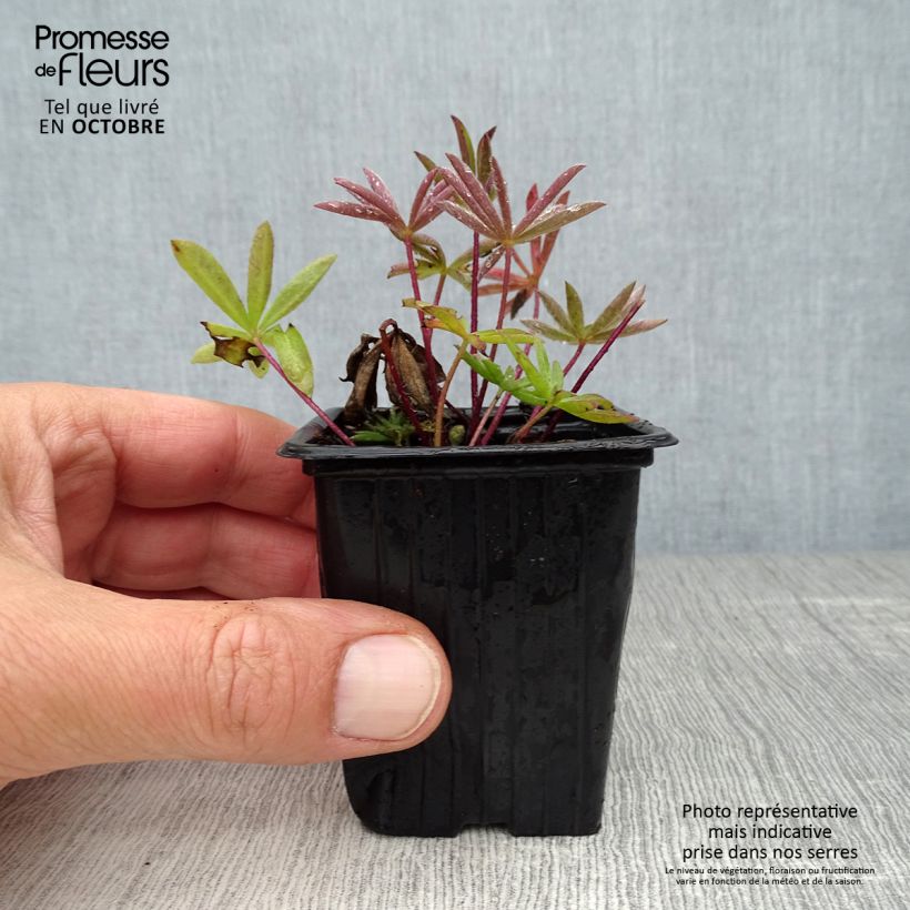 Exemplaar van Lupinus La Chatelaine Roze - Lupine Kweekpotje van 7/8 cm zoals geleverd in de herfst