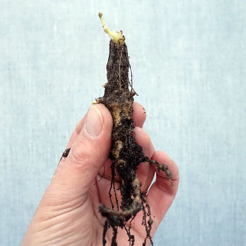 Exemplaar van Lupinus La Chatelaine Roze - Lupine Naakte wortel zoals geleverd in de winter