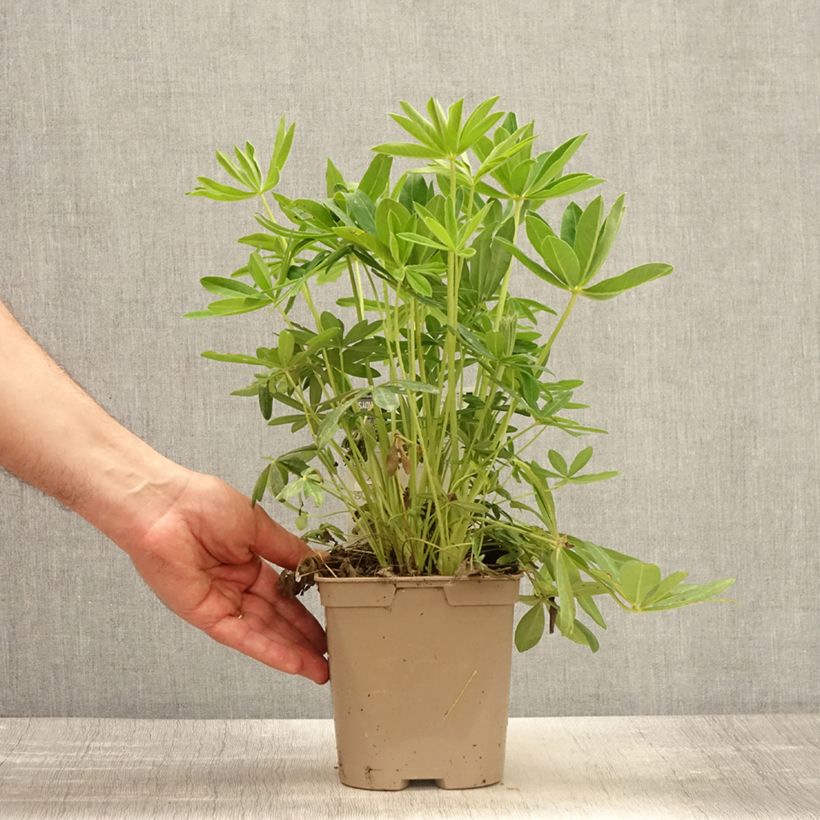 Exemplaar van Lupinus Chandelier - Lupine Pot van 2 l/3 l zoals geleverd in de lente