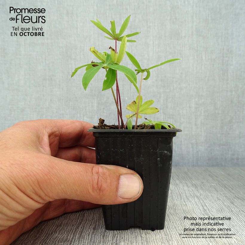 Exemplaar van Lupinus The Governor - Lupine Kweekpotje van 7/8 cm zoals geleverd in de herfst