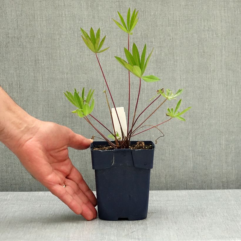 Exemplaar van Lupinus The Governor - Lupine Pot van 2 l/3 l zoals geleverd in de lente