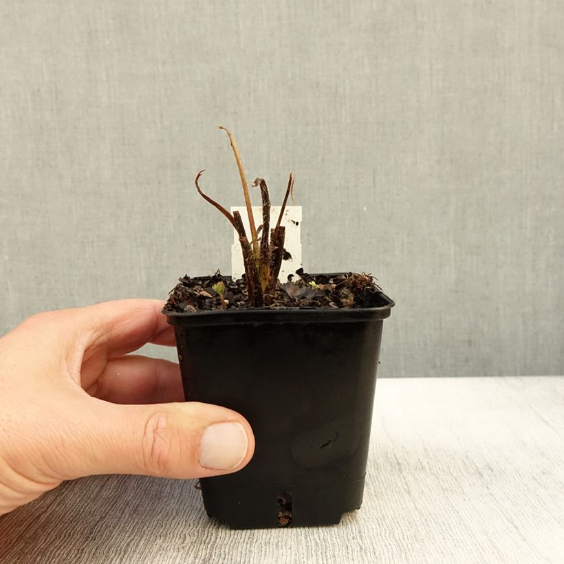 Exemplaar van Lupinus Les Pages - Lupine Kweekpotje van 8/9 cm zoals geleverd in de herfst